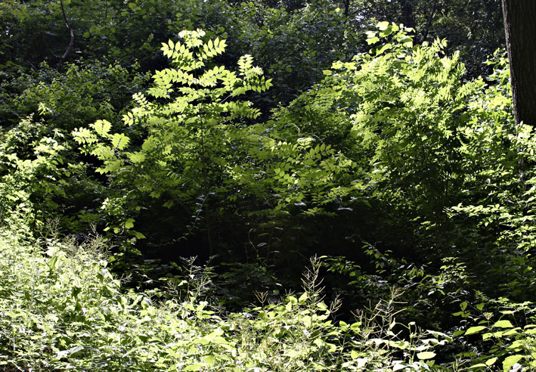 Backlit leaves.jpg