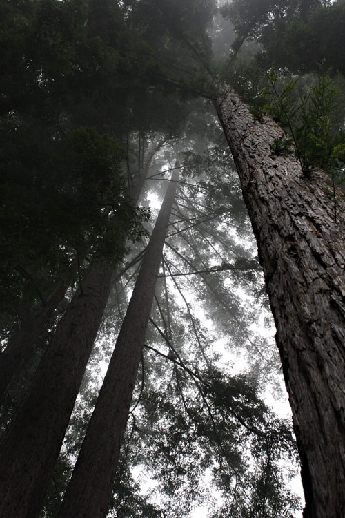 Looking Up.jpg