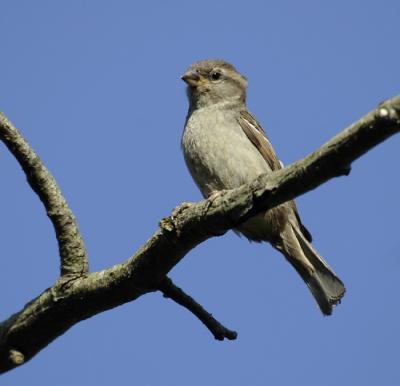 Female House Sparrow.jpg