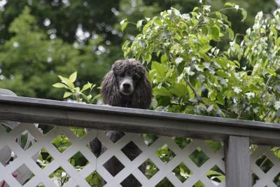 Reyna on the deck.jpg