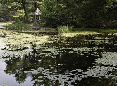 At the Lily Pond 2.jpg