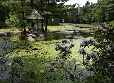 At the Lily Pond.jpg