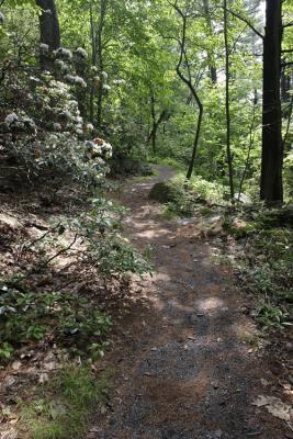 Path to the Lily Pond.jpg