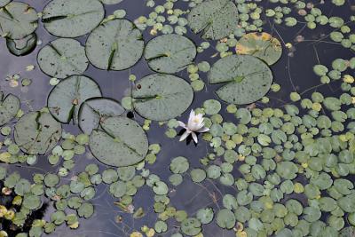 The Lily Pond.jpg