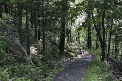 Trail back from the Lily Pond.jpg