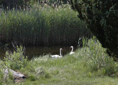 Near Smiths Castle.jpg