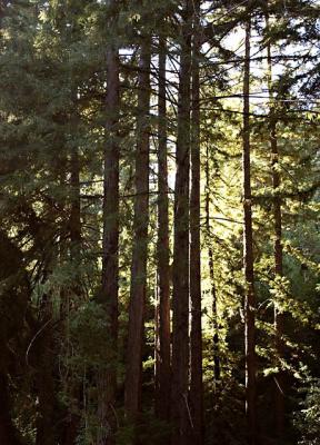 Highlit Redwoods.jpg
