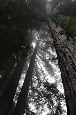 Looking Up.jpg