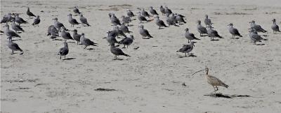 Long Billed Curlew and Heermans Gulls