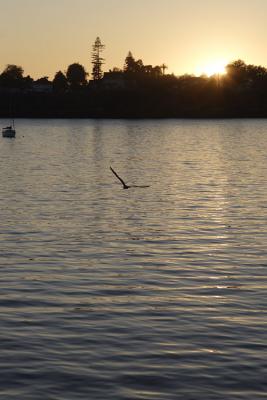 Sunset Gull.jpg