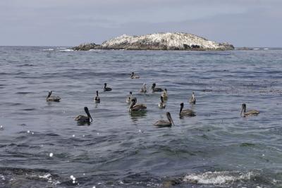 Pelicans at Bird Rock
