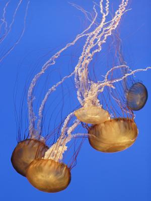 Sea Nettles 1.jpg