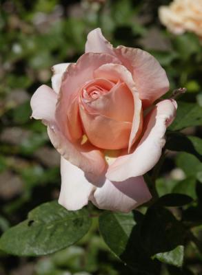 Rose in garden.jpg