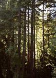 Highlit Redwoods.jpg