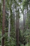 Foggy Woods.jpg