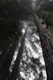 Looking Up.jpg