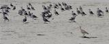 Long Billed Curlew and Heermans Gulls