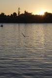 Sunset Gull.jpg