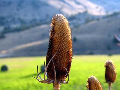 thistle-head2.jpg