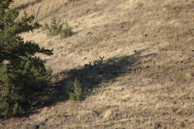 Deer in the valley