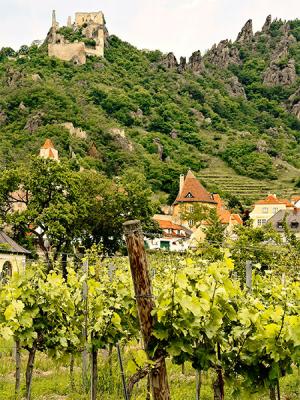 Austria: Vineyard and Castle Ruin