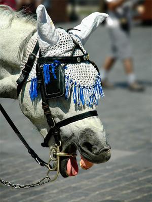 Prague: Horse Laugh