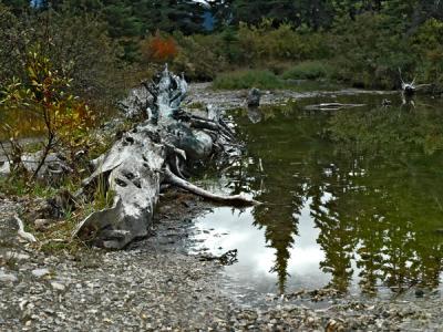 Fallen Tree, Banff