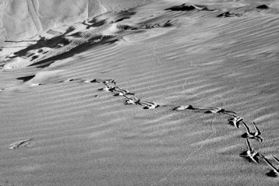 Dunes #17