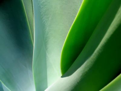 Light play on the agave