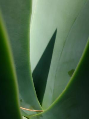 Light play on the agave