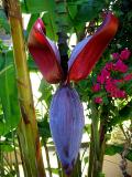 Banana flower