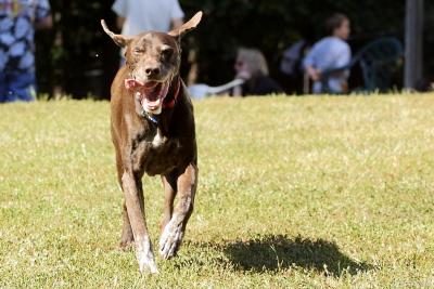 Flying Ears - 2005