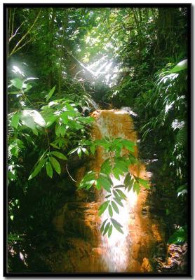Tobago rain forest