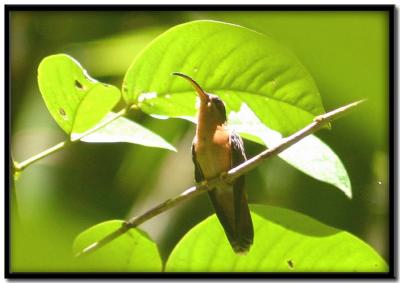 Tobago Rain Forest