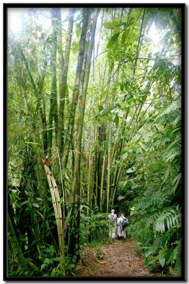 Tobago Rain Forest