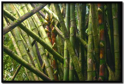 Tobago Rain Forest