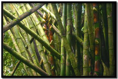 Tobago Rain Forest