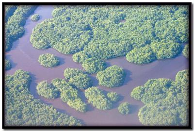 Caroni Bird  Sanctuary