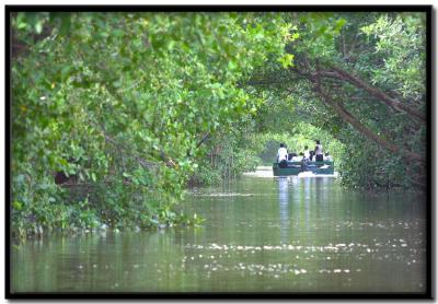 Caroni Bird  Sanctuary