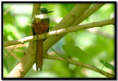 Tobago Rain Forest