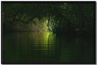 Caroni Bird Sanctuary