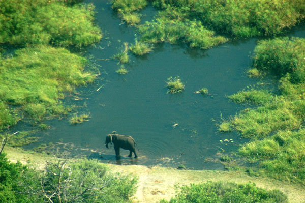 Elephant at a waterhole near Zibadianja