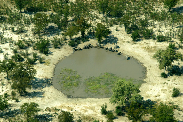 Elephants at a waterhole, Chobe National Park