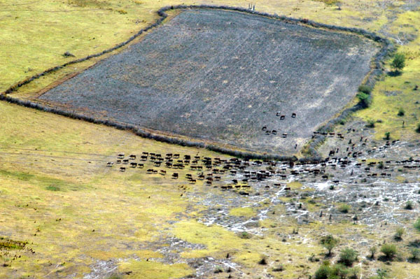 Cattle herd outside Chobe Park