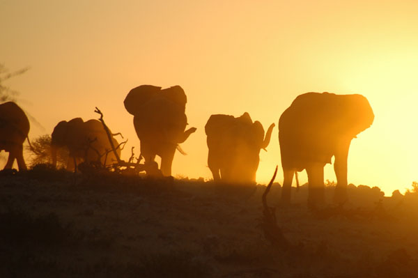 By chance I find the main herd just at sunset arriving at Koinachas waterhole