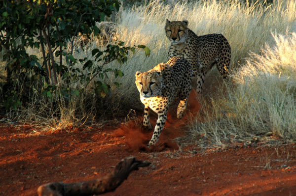 Cheetah rushing to feeding time at Naua Naua