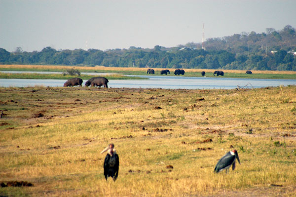 Marabou storks with hippos and elephant along the Chobe river front