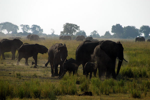 On our afternoon game drive we saw hundreds of elephants