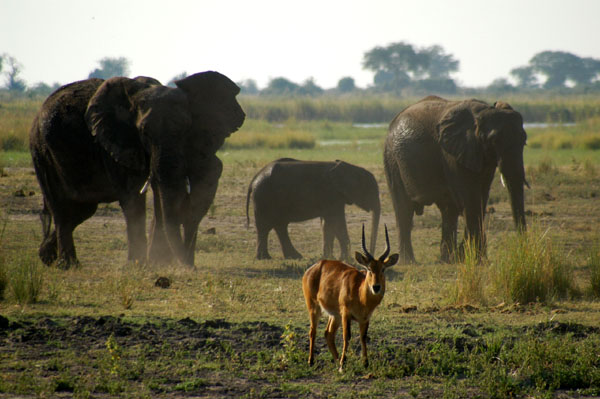 A male Puku, a rare species in Botswana, it is common in Zambia