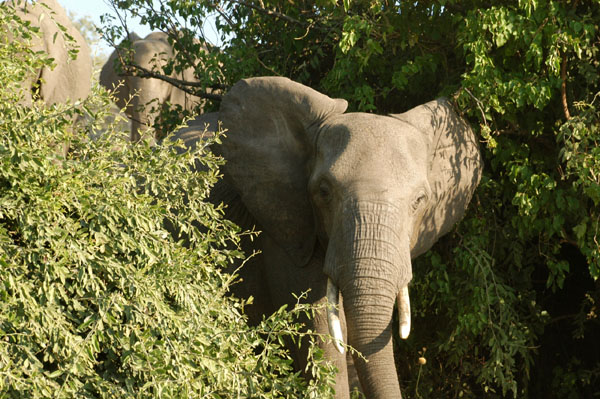 Young elephant emerging from the bush